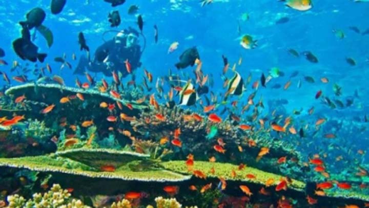 Museum Bawah Laut Biak Numfor Diusulkan Jadi Cagar Budaya