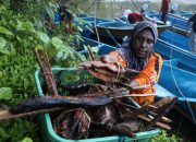 Jejak Manibob, Sistem Barter Unik dari Tanah Biak