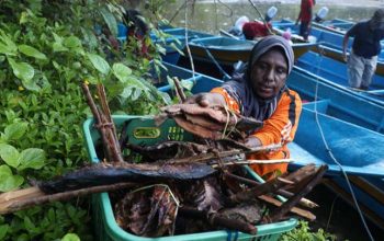 Jejak Manibob, Sistem Barter Unik dari Tanah Biak