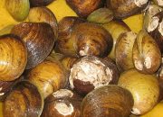 Mengenal Mata Lolak, Permainan Tradisional Anak Pesisir Sumatera Barat