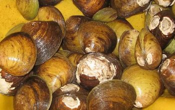 Mengenal Mata Lolak, Permainan Tradisional Anak Pesisir Sumatera Barat